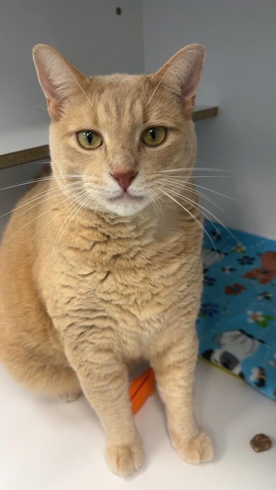 Spyro, a Adoptable Domestic Medium Hair in Trenton, ME image 5/6