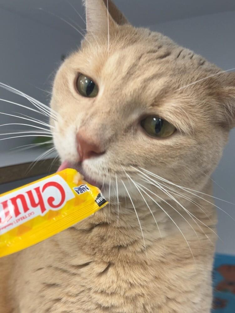Spyro, a Adoptable Domestic Medium Hair in Trenton, ME image 6/6