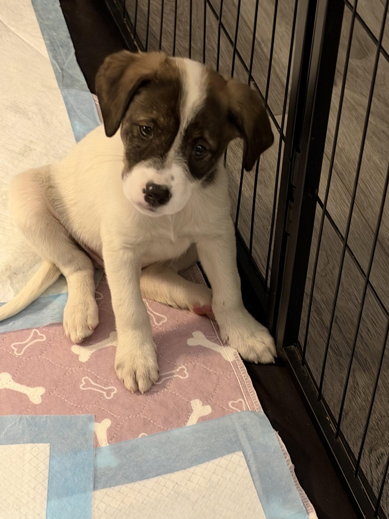 Pearl, Adoptable, Puppy Female Pointer.