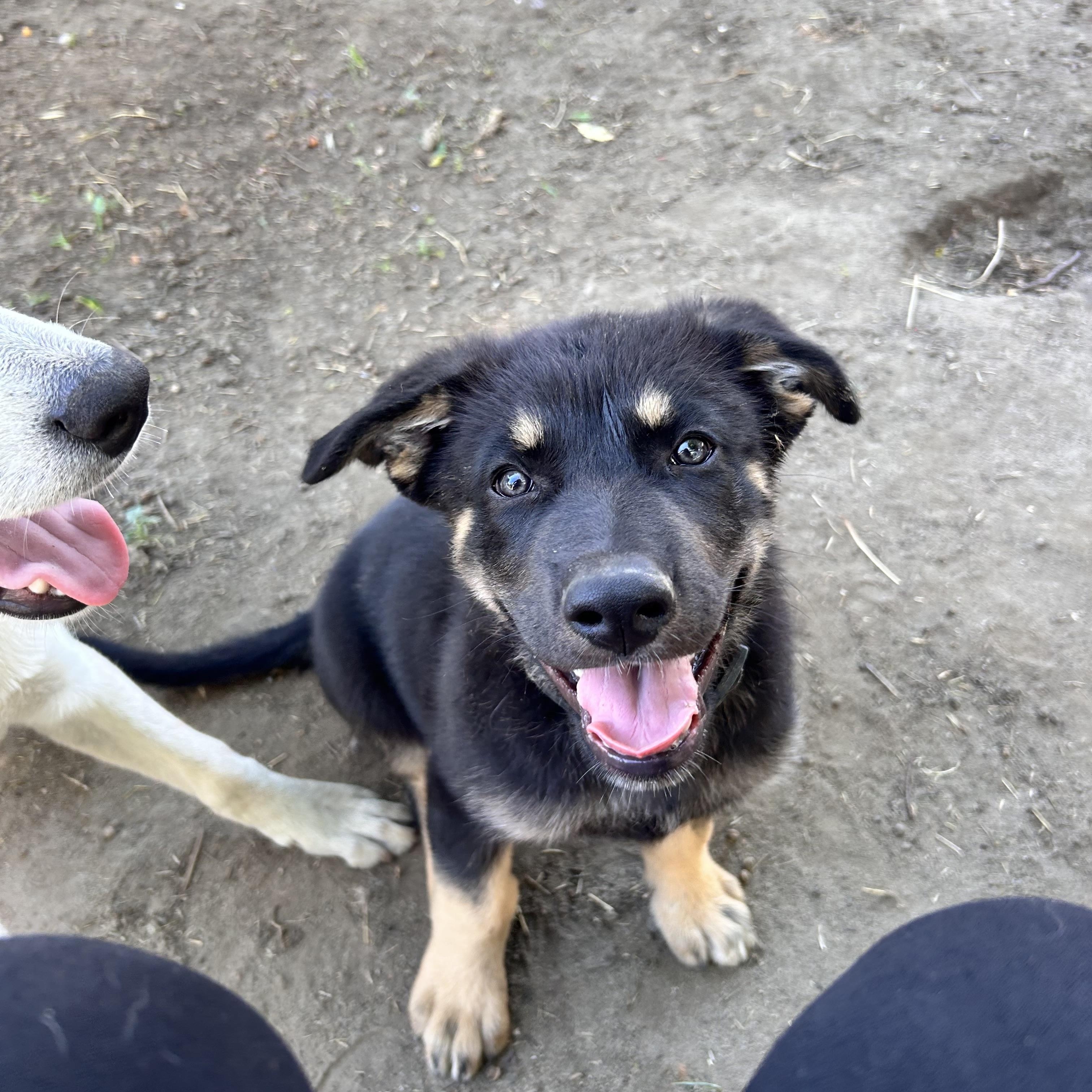 Benny, adopted, Puppy Male German Shepherd Dog.