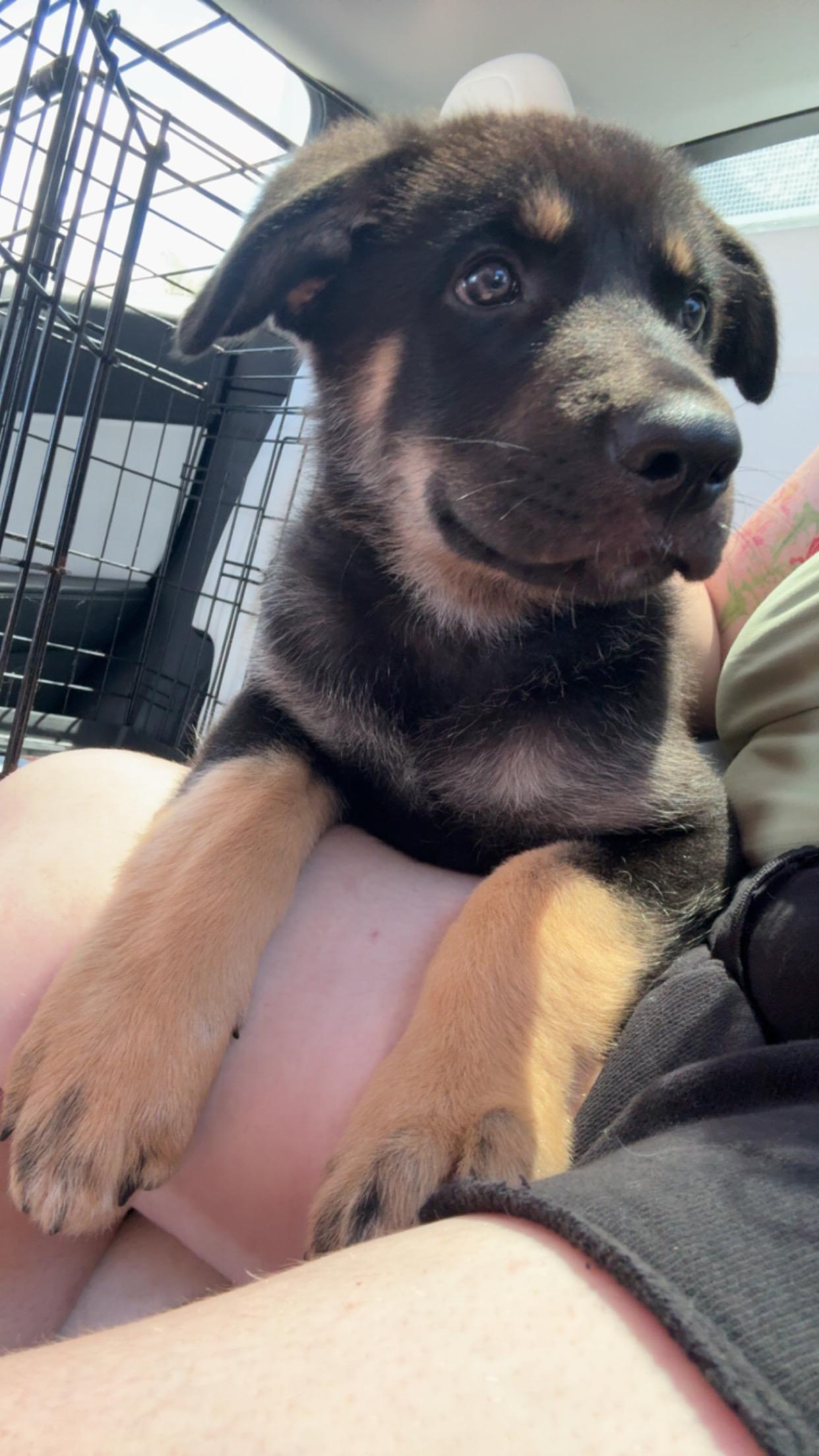 Enlarge Benny, an adopted mixed breed in Davis, CA image 2/2