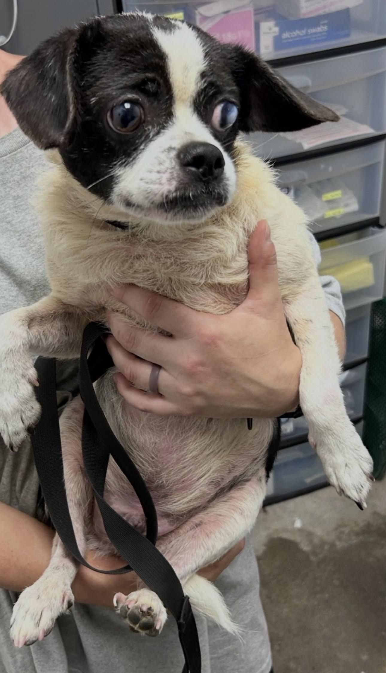 Oreo, Adoptable, Adult Male Japanese Chin & Boston Terrier.