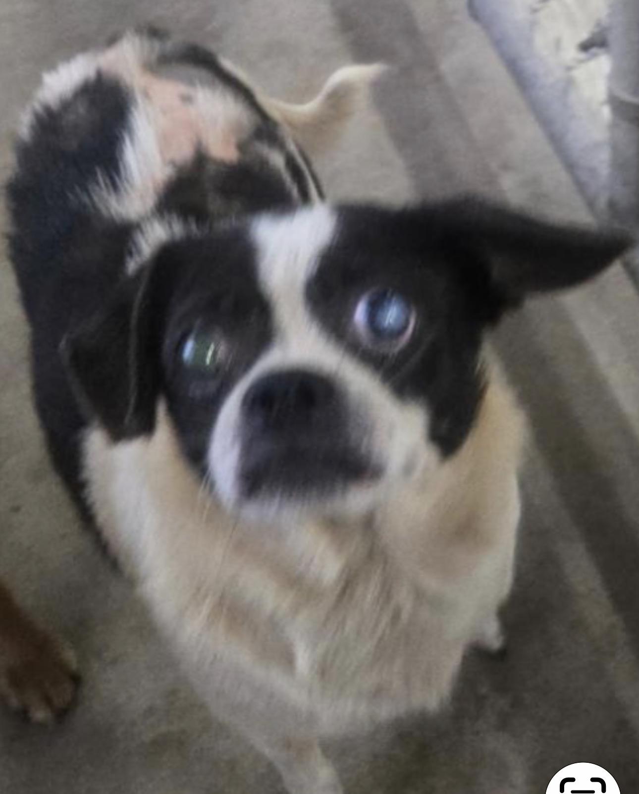 Enlarge Oreo, a Adoptable mixed breed in Angier , NC image 3/4