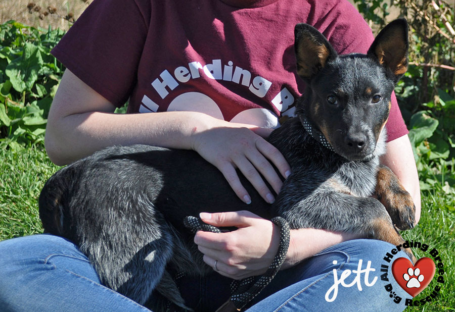 Dog for adoption Jett, an Australian Cattle Dog / Blue Heeler in