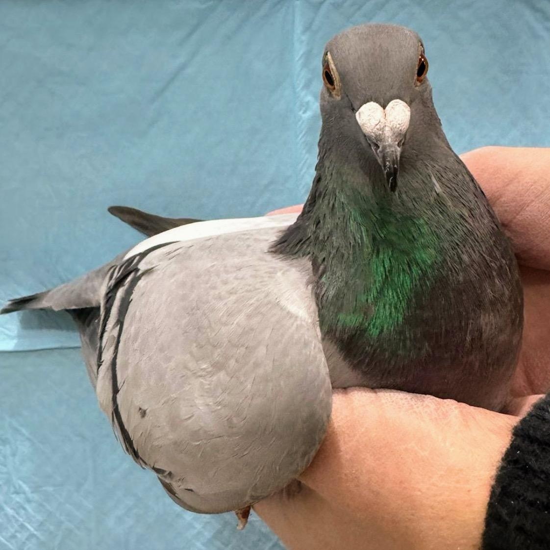 Pikachu, a Adoptable Pigeon in Chicago, IL image 3/3
