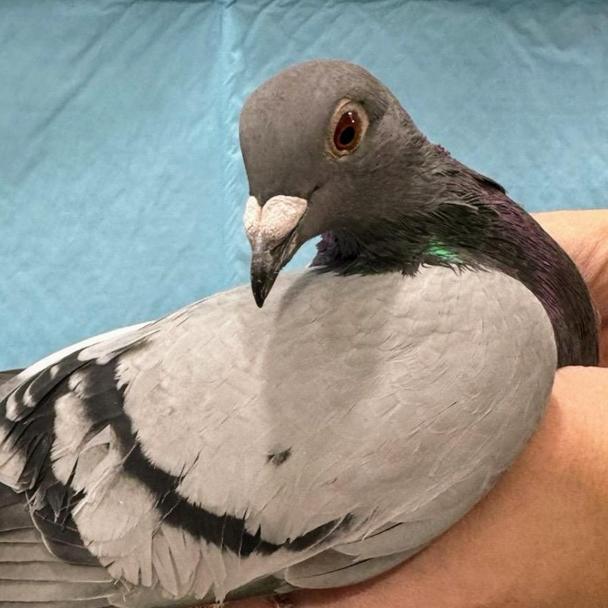 Pikachu, Adoptable, Adult Unknown Pigeon.