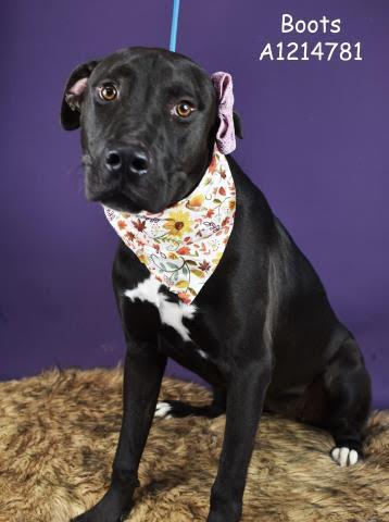 Enlarge Boots -- URGENT!!, a Adoptable mixed breed in Thousand Oaks, CA image 1/1