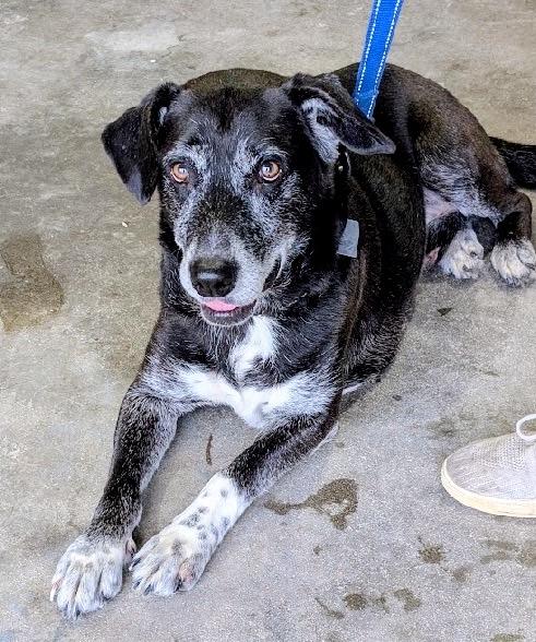 Enlarge BISHOP  **CUTE OLD MAN**, a Adoptable mixed breed in Scottsburg, IN image 2/4