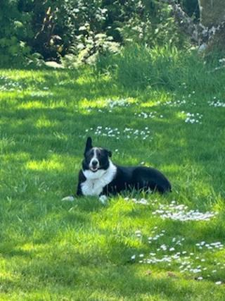 Ren, an adopted mixed breed in Salem, OR image 3/3