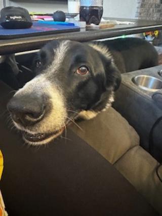 Ren, adopted, Senior Male Border Collie & Australian Shepherd.