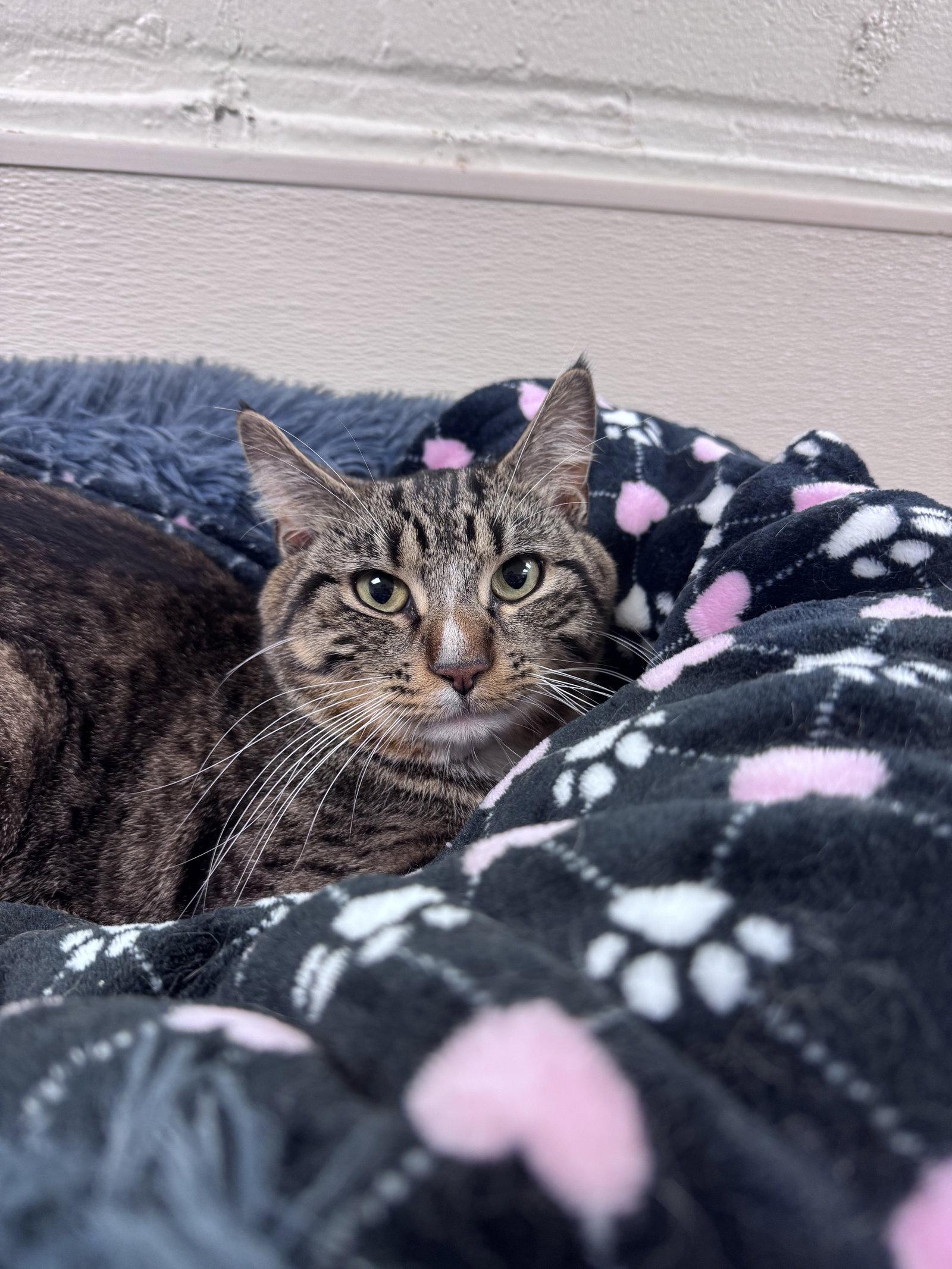 Alfred, Adoptable, Adult Male Domestic Short Hair.