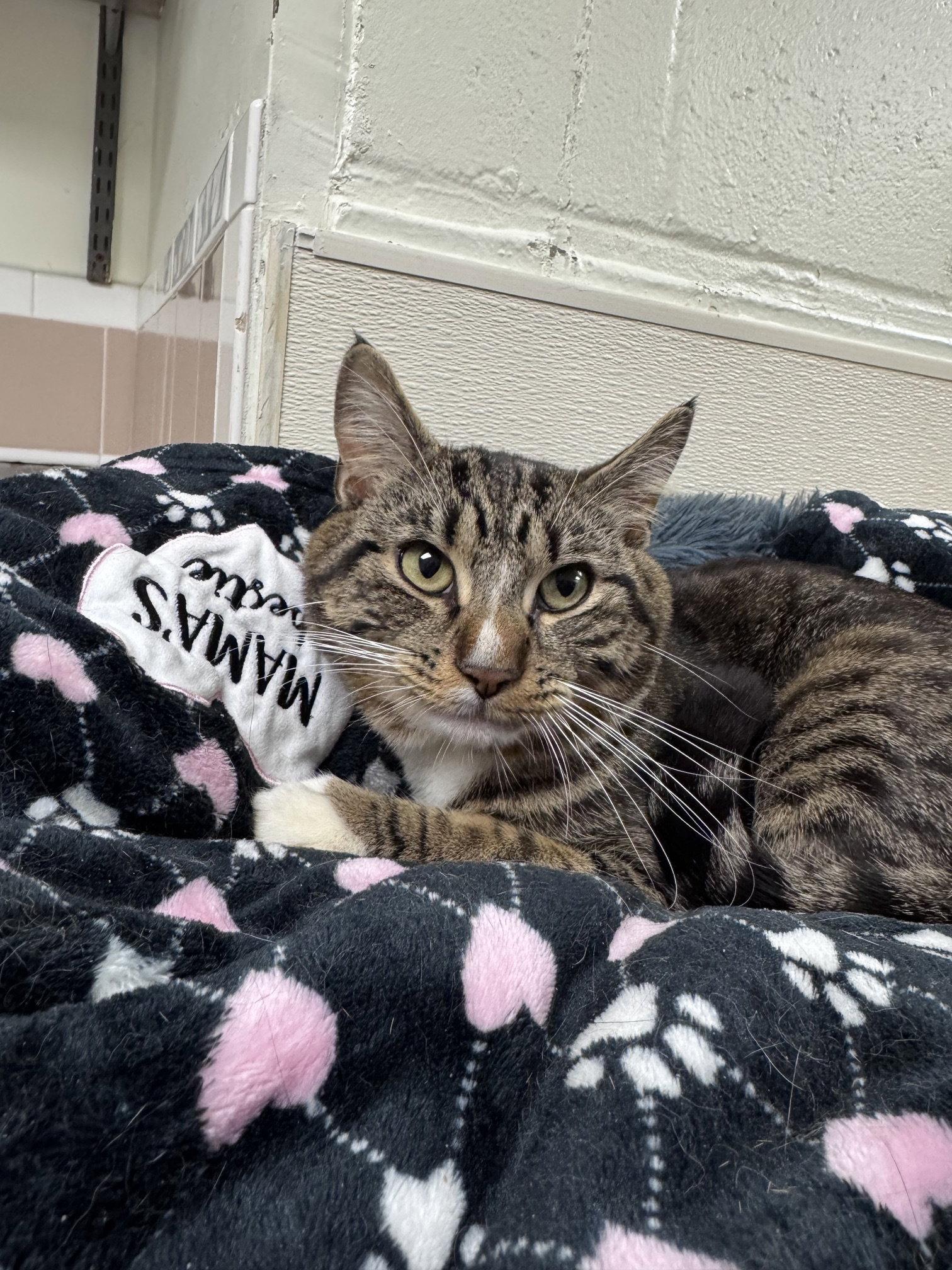 Alfred, a Adoptable Domestic Short Hair in Brick, NJ image 2/3