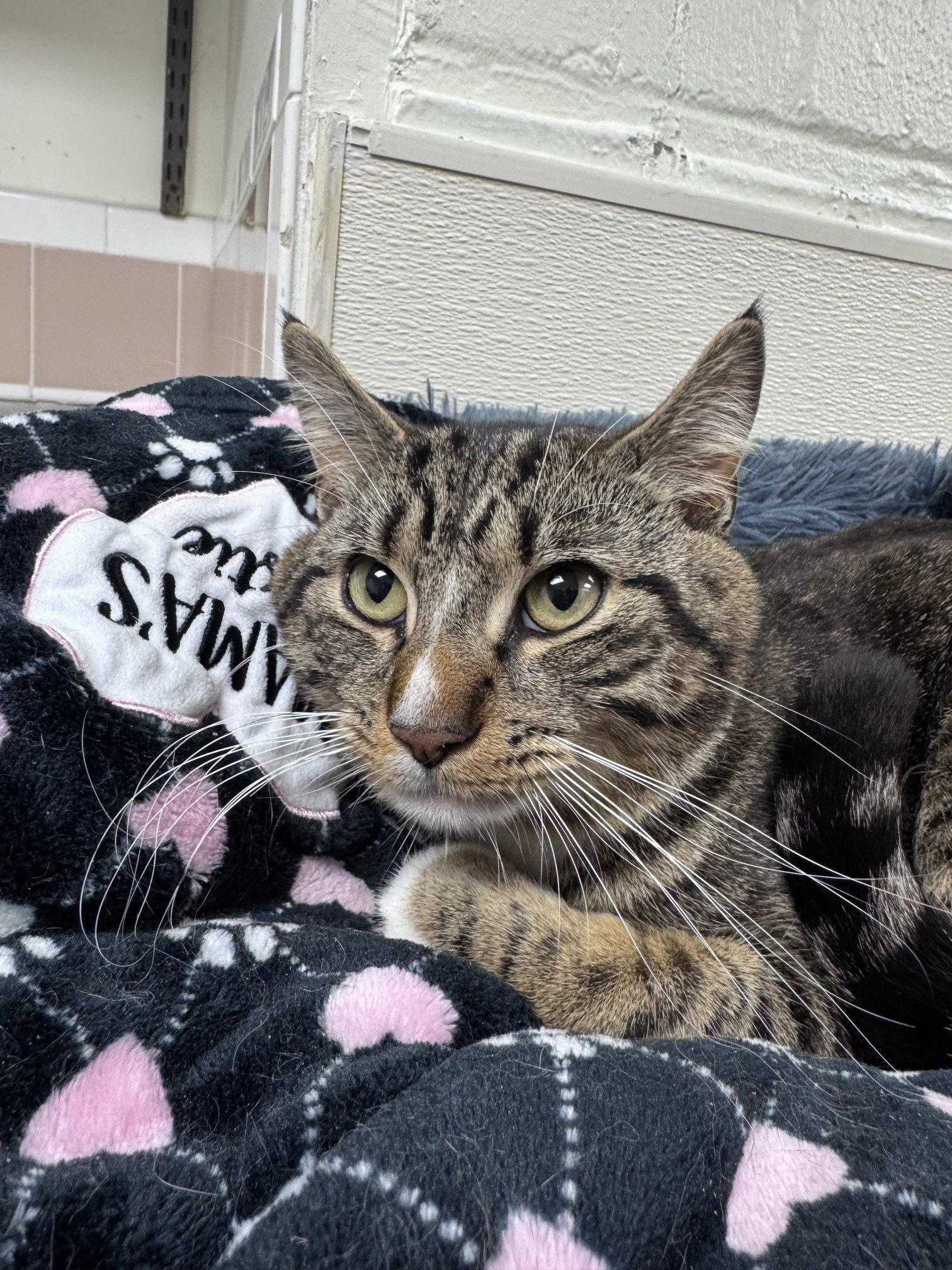 Alfred, a Adoptable Domestic Short Hair in Brick, NJ image 3/3