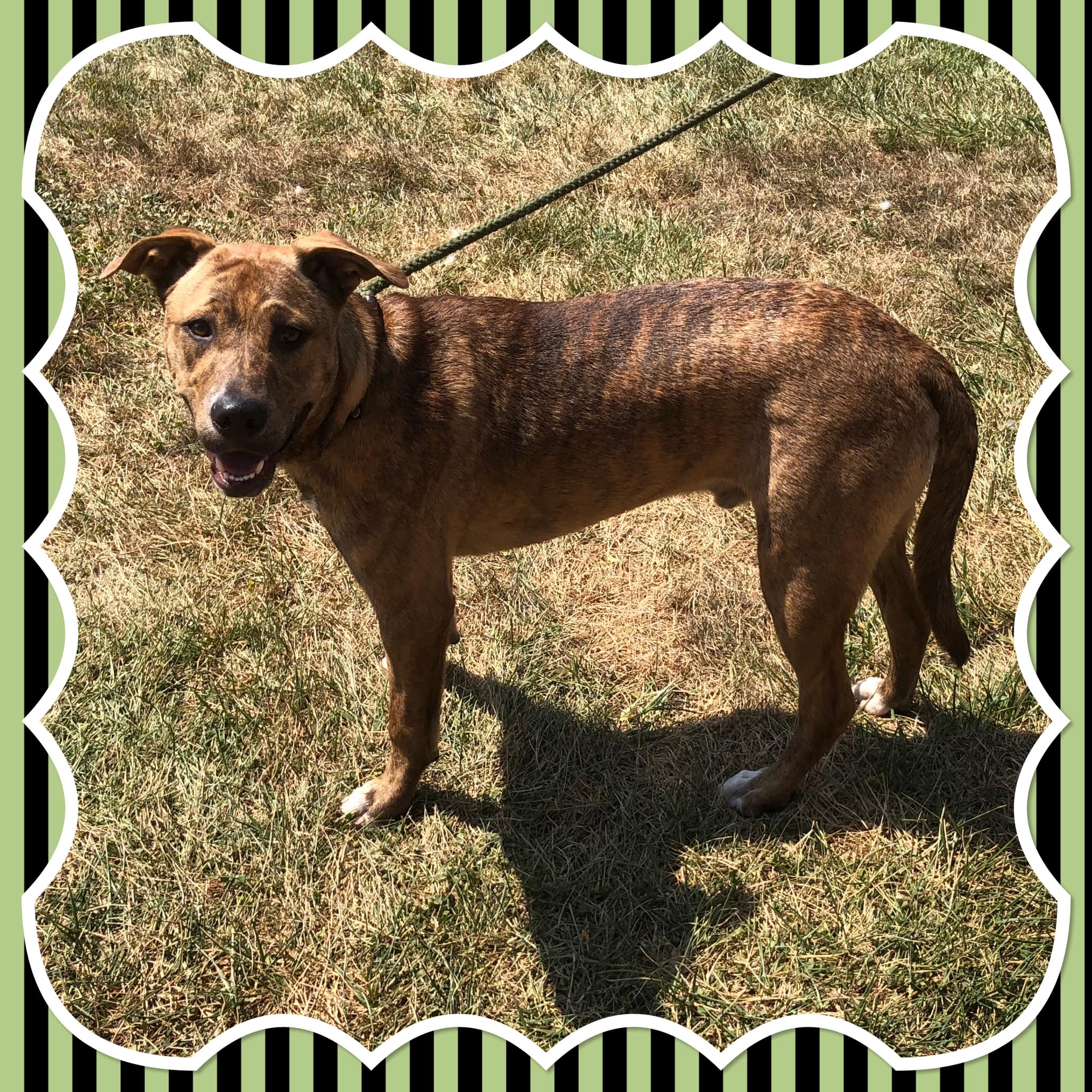 Dog for adoption SNICKERS, a Pit Bull Terrier in Buckhannon, WV Petfinder