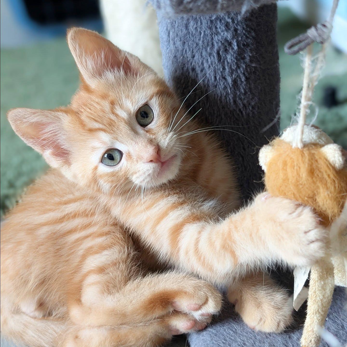 *Biscuit, Adopted, Kitten Male Domestic Short Hair.