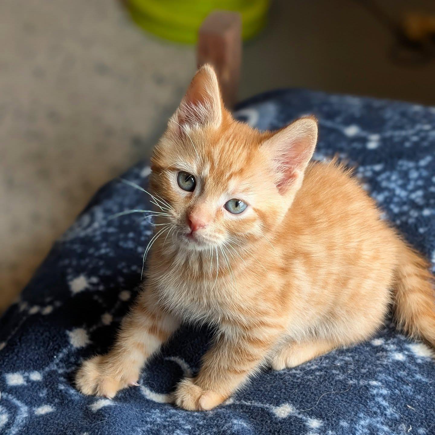 Enlarge *Biscuit, a Adopted Domestic Short Hair in Forest, VA image 2/2