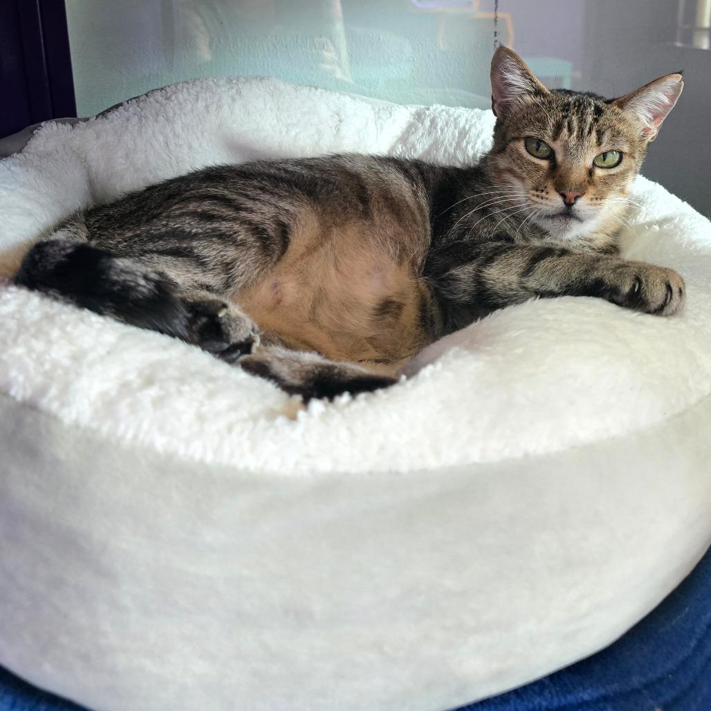 Mama Olive, Adoptable, Adult Female Domestic Short Hair.