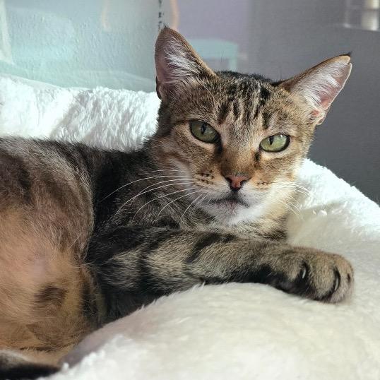 Enlarge Mama Olive, a Adoptable Domestic Short Hair in Denver, CO image 2/5