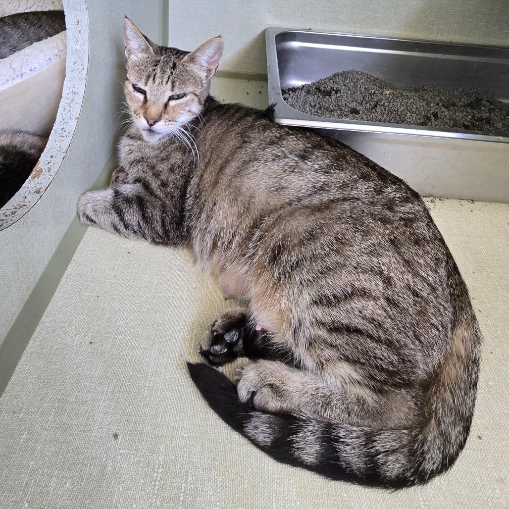 Enlarge Mama Olive, a Adoptable Domestic Short Hair in Denver, CO image 3/5