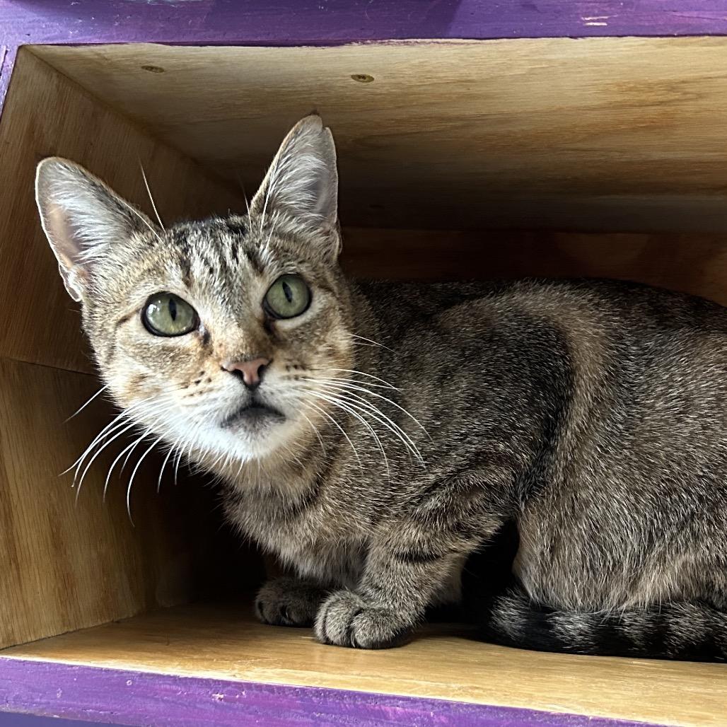Enlarge Mama Olive, a Adoptable Domestic Short Hair in Denver, CO image 4/5