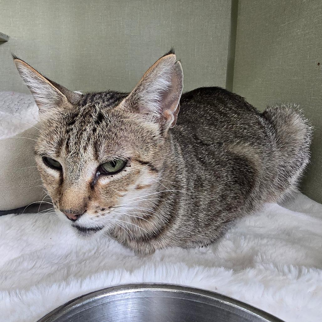 Enlarge Mama Olive, a Adoptable Domestic Short Hair in Denver, CO image 5/5