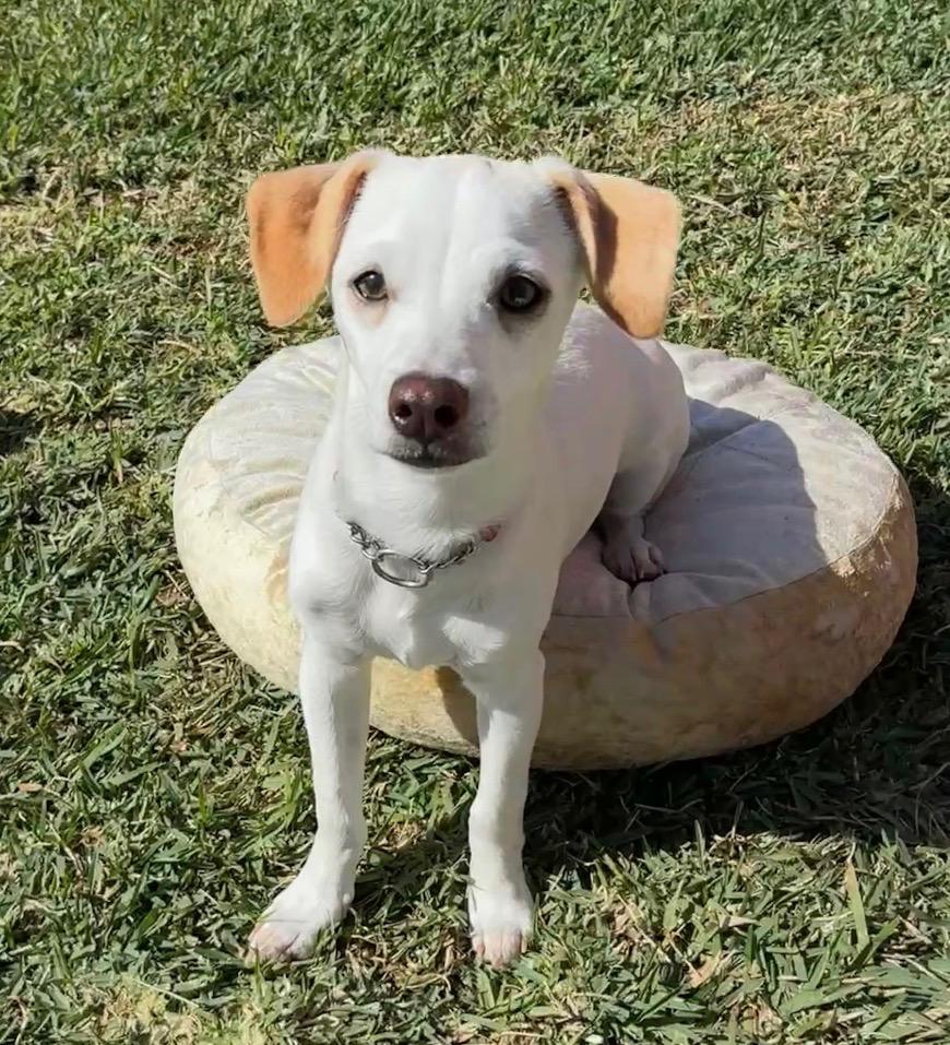 Oogie Boogie, a ADOPTABLE mixed breed in Burbank, CA image 6/6