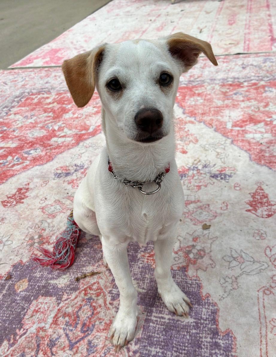 Oogie Boogie, a ADOPTABLE mixed breed in Burbank, CA image 1/6