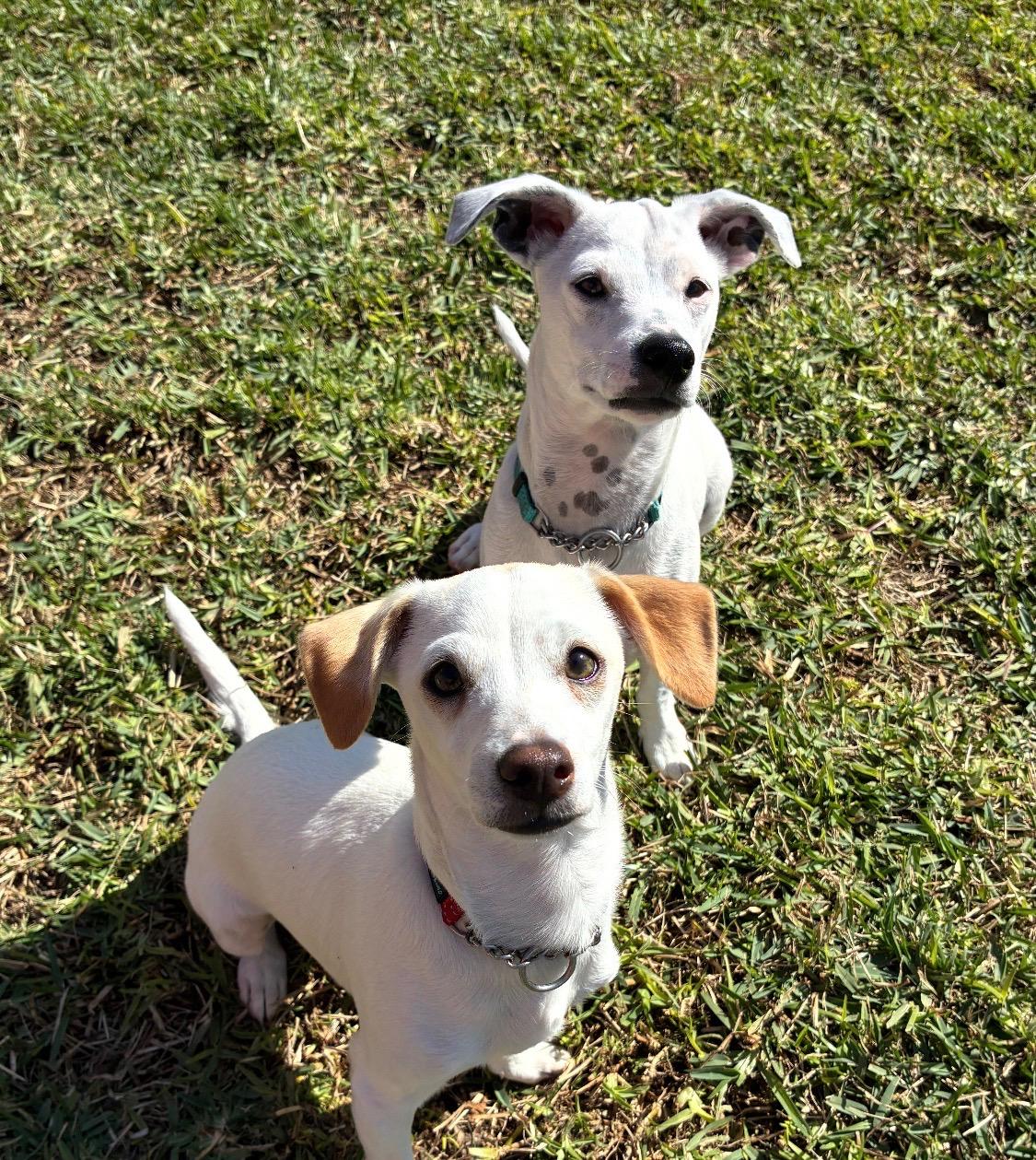 Oogie Boogie, a ADOPTABLE mixed breed in Burbank, CA image 5/6