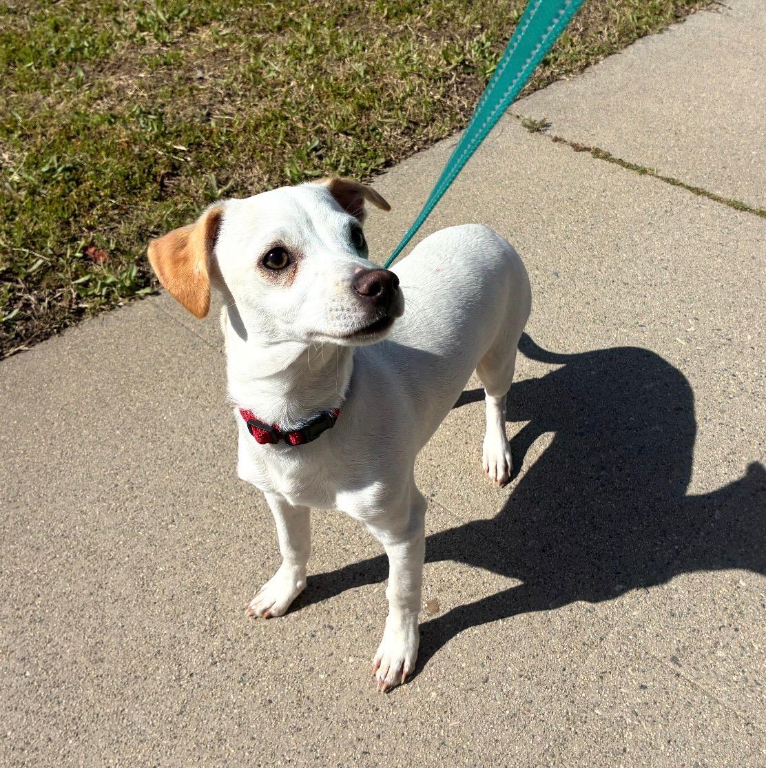 Oogie Boogie, a ADOPTABLE mixed breed in Burbank, CA image 2/6