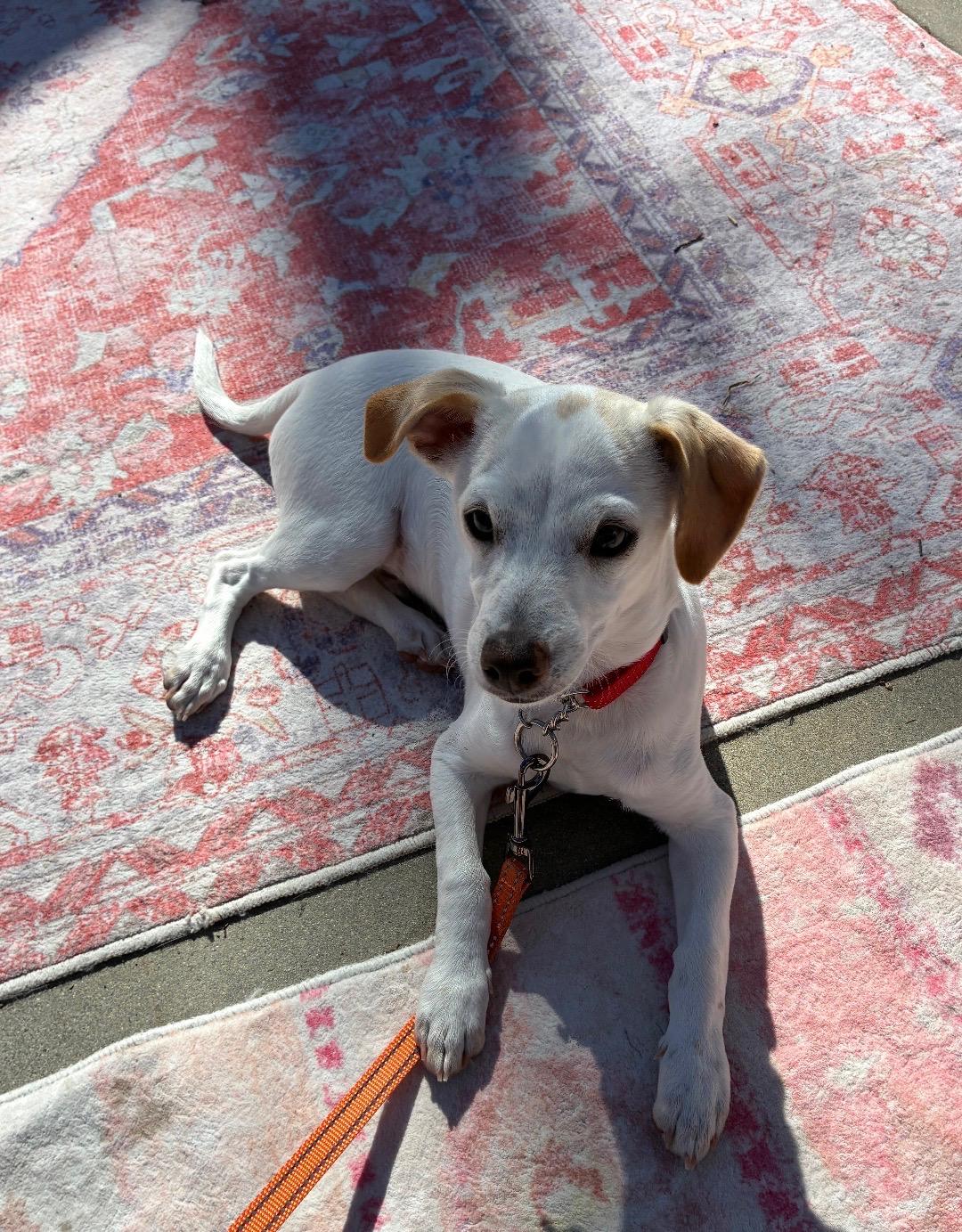 Oogie Boogie, a ADOPTABLE mixed breed in Burbank, CA image 4/6