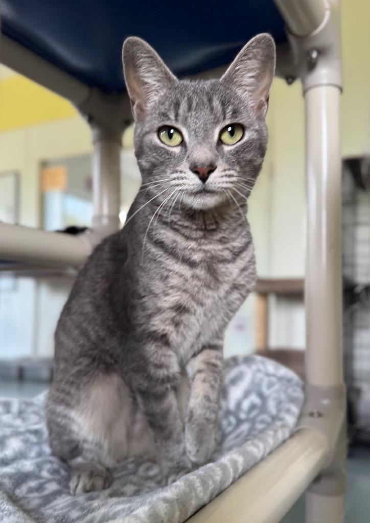Enlarge Bronwyn, a Adoptable mixed breed in Cumberland, ME image 1/6