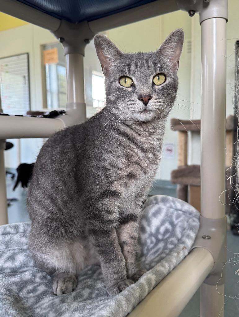 Enlarge Bronwyn, a Adoptable mixed breed in Cumberland, ME image 2/6