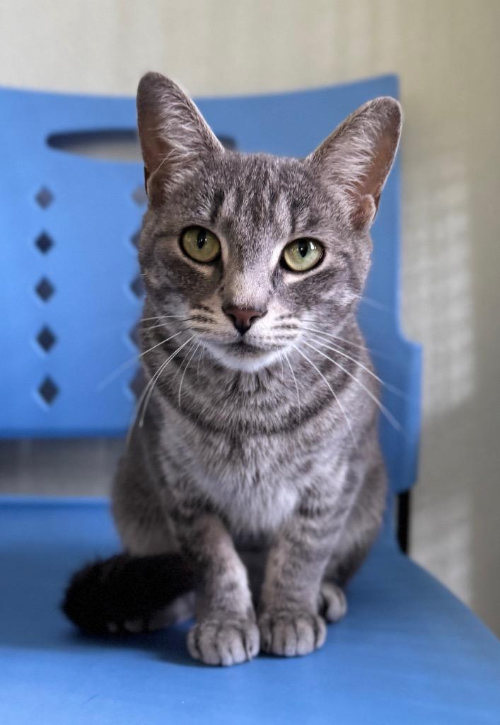 Enlarge Bronwyn, a Adoptable mixed breed in Cumberland, ME image 3/6