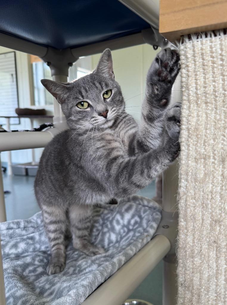 Enlarge Bronwyn, a Adoptable mixed breed in Cumberland, ME image 4/6