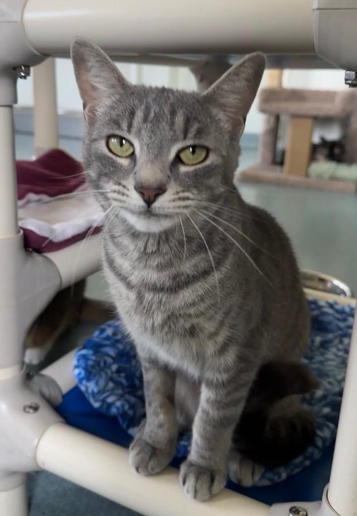 Enlarge Bronwyn, a Adoptable mixed breed in Cumberland, ME image 5/6