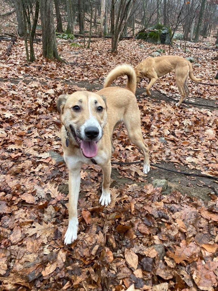 Enlarge Chase, a Adoptable mixed breed in Rye Brook, NY image 1/4