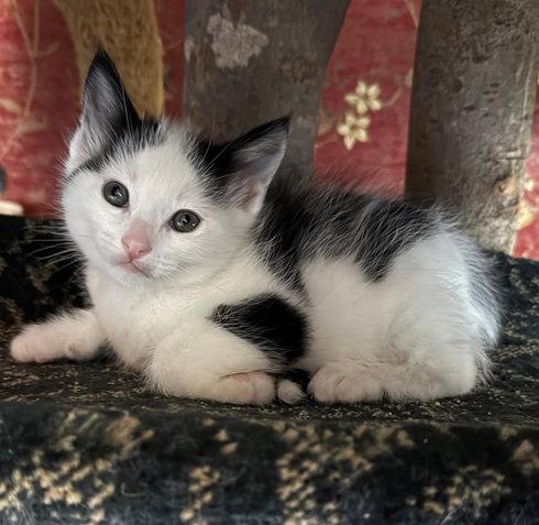 Alejandro, Adopted, Kitten Male Domestic Short Hair.