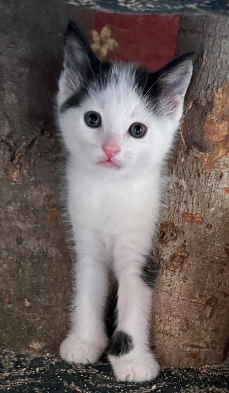 Enlarge Alejandro, a Adopted Domestic Short Hair in Nashville, TN image 2/3