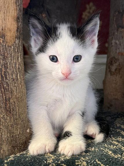 Enlarge Alejandro, a Adopted Domestic Short Hair in Nashville, TN image 3/3