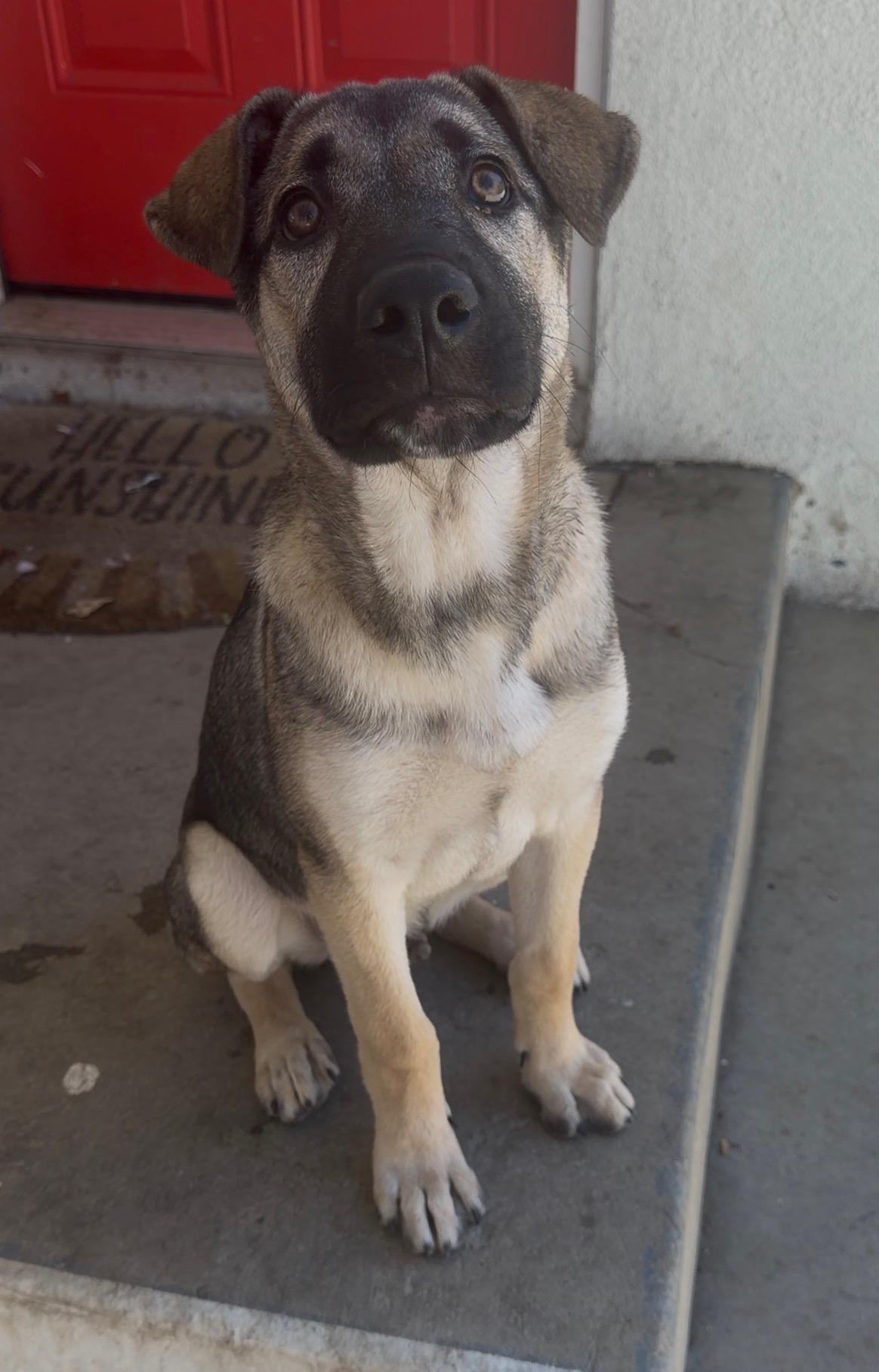 Enlarge Maximus, a Adoptable mixed breed in Valley Village, CA image 5/6