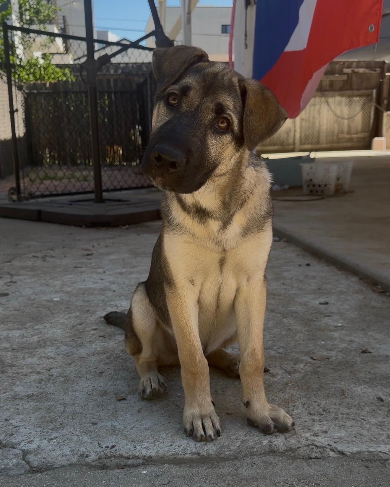 Maximus, Adoptable, Puppy Male Shepherd.