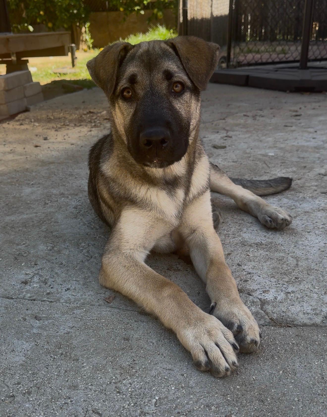 Enlarge Maximus, a Adoptable mixed breed in Valley Village, CA image 6/6