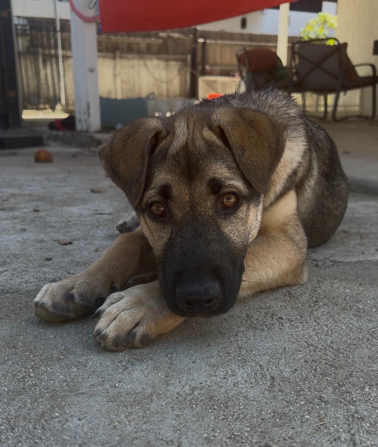Enlarge Maximus, a Adoptable mixed breed in Valley Village, CA image 2/6