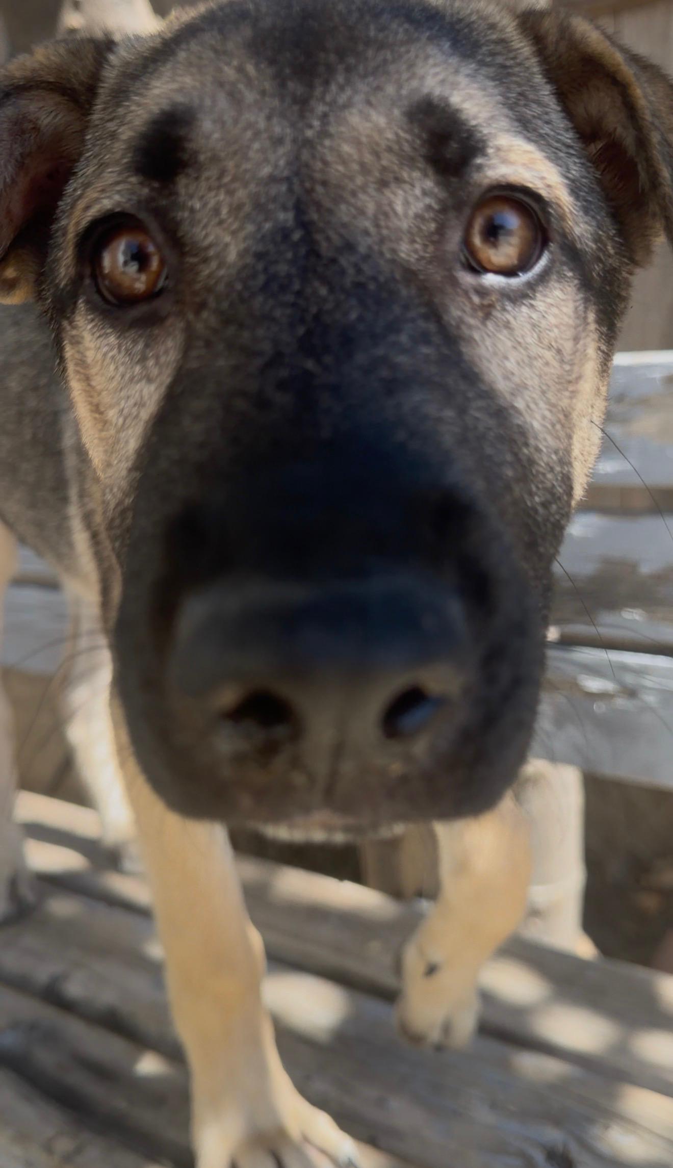 Enlarge Maximus, a Adoptable mixed breed in Valley Village, CA image 3/6