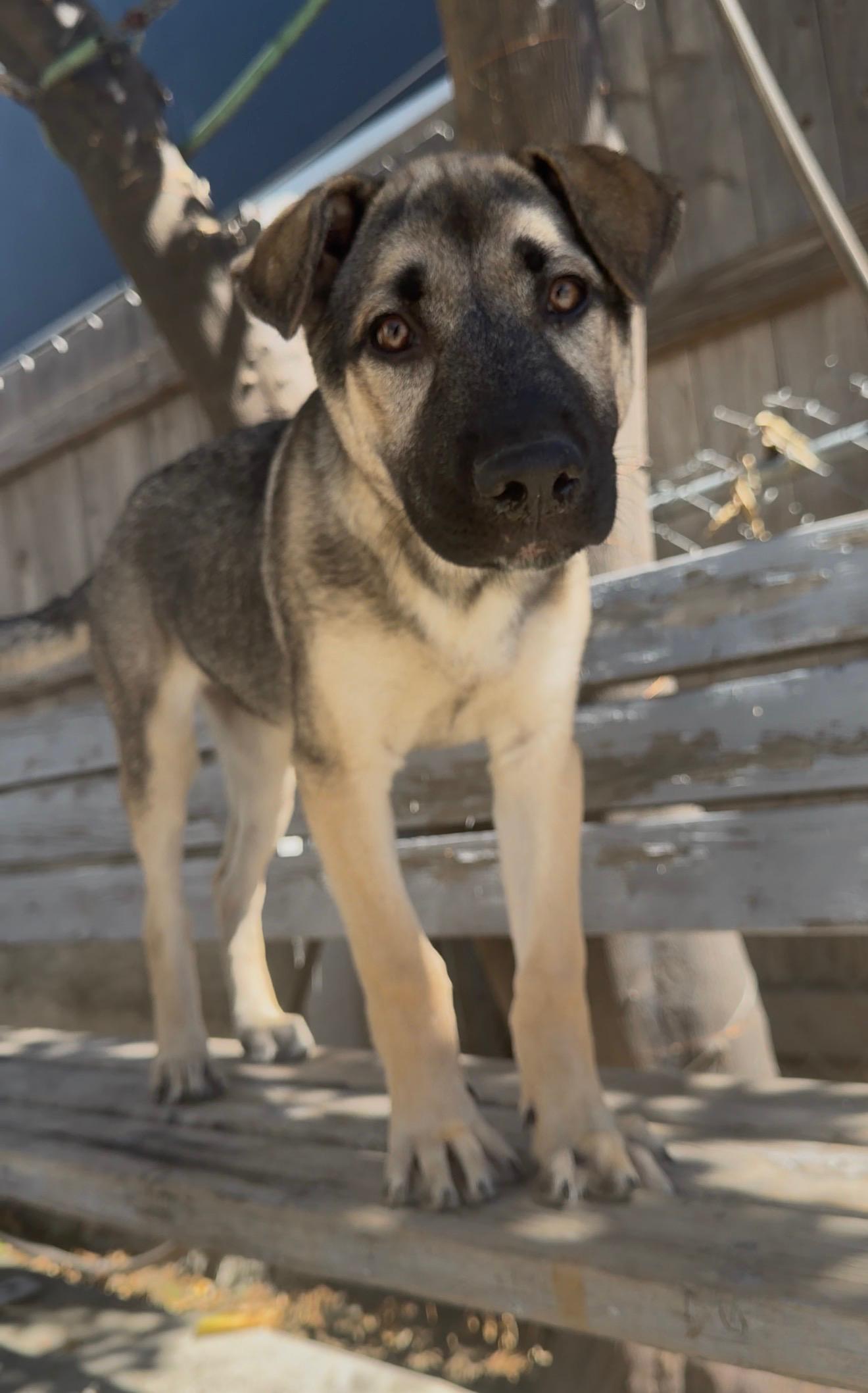 Enlarge Maximus, a Adoptable mixed breed in Valley Village, CA image 4/6