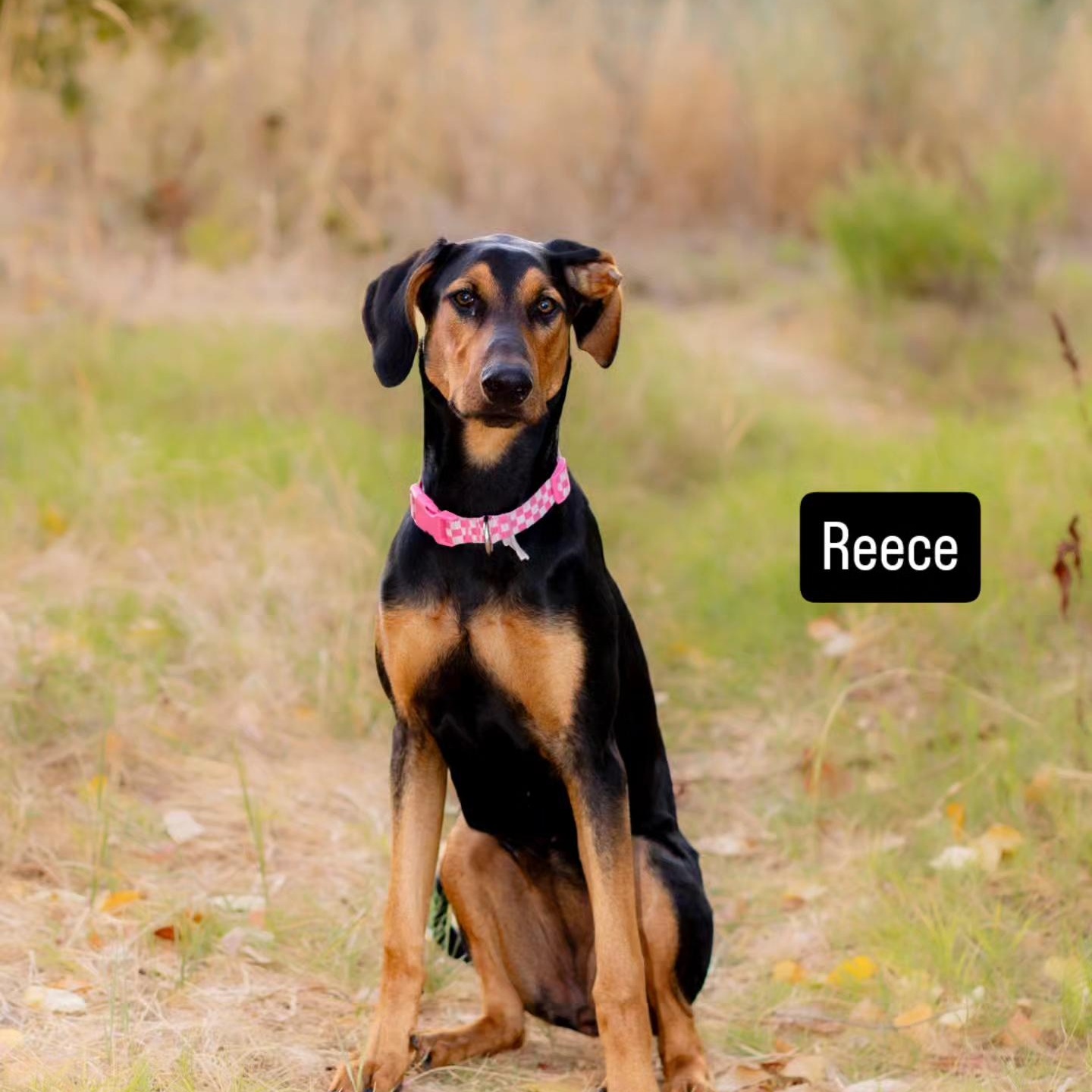 Enlarge Reece, a Adoptable Doberman Pinscher in Brentwood, CA image 4/6