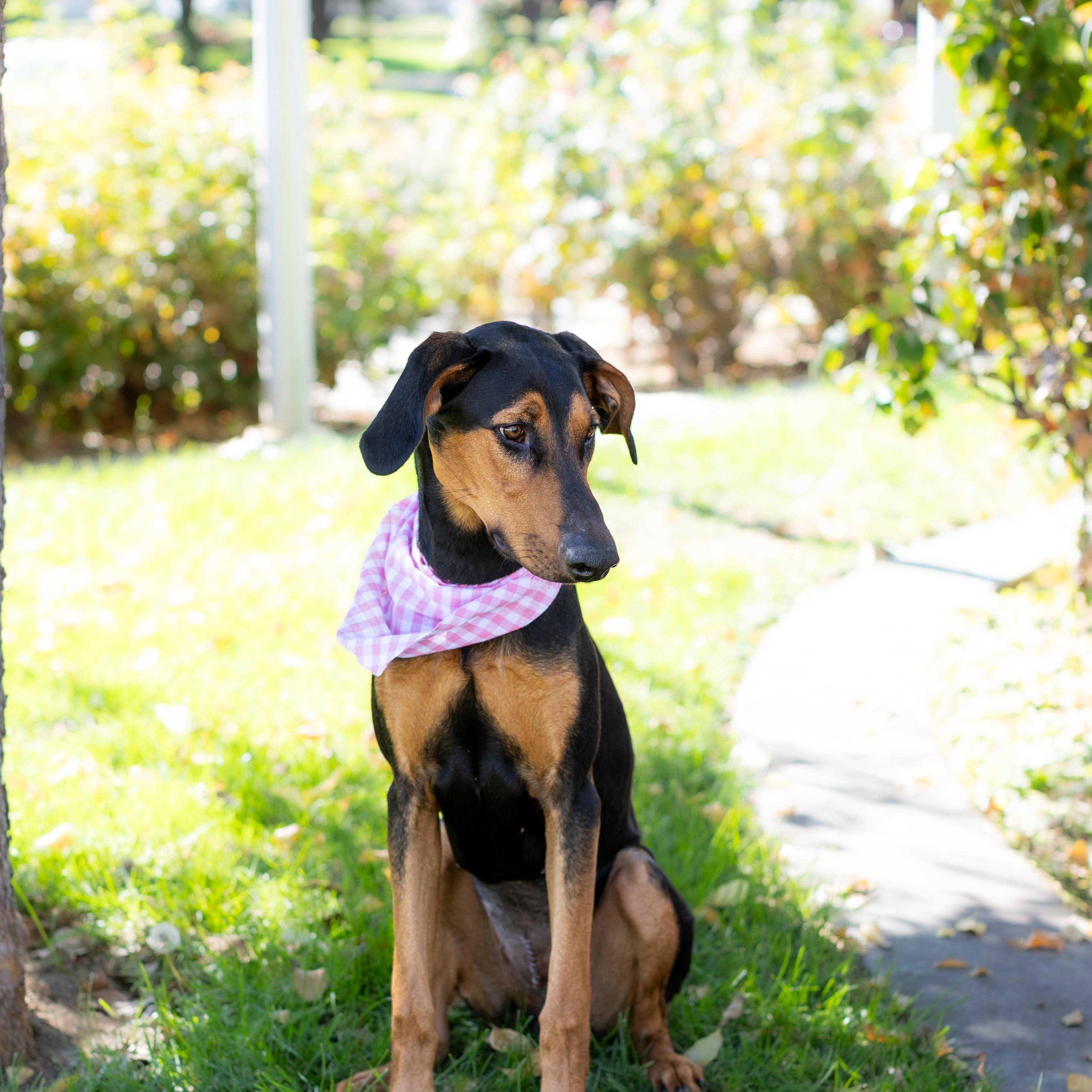 Enlarge Reece, a Adoptable Doberman Pinscher in Brentwood, CA image 2/6