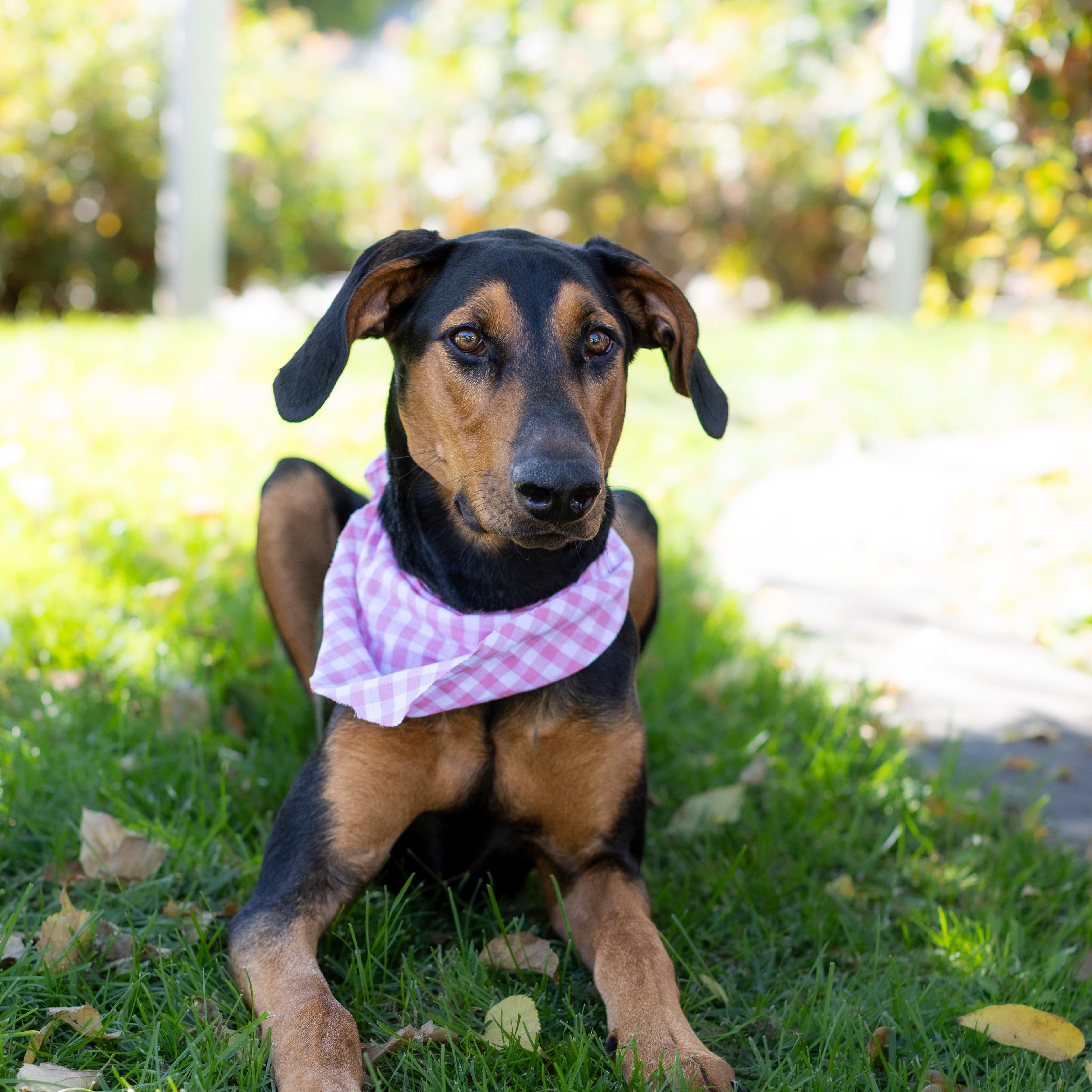 Reece, Adoptable, Young Female Doberman Pinscher.