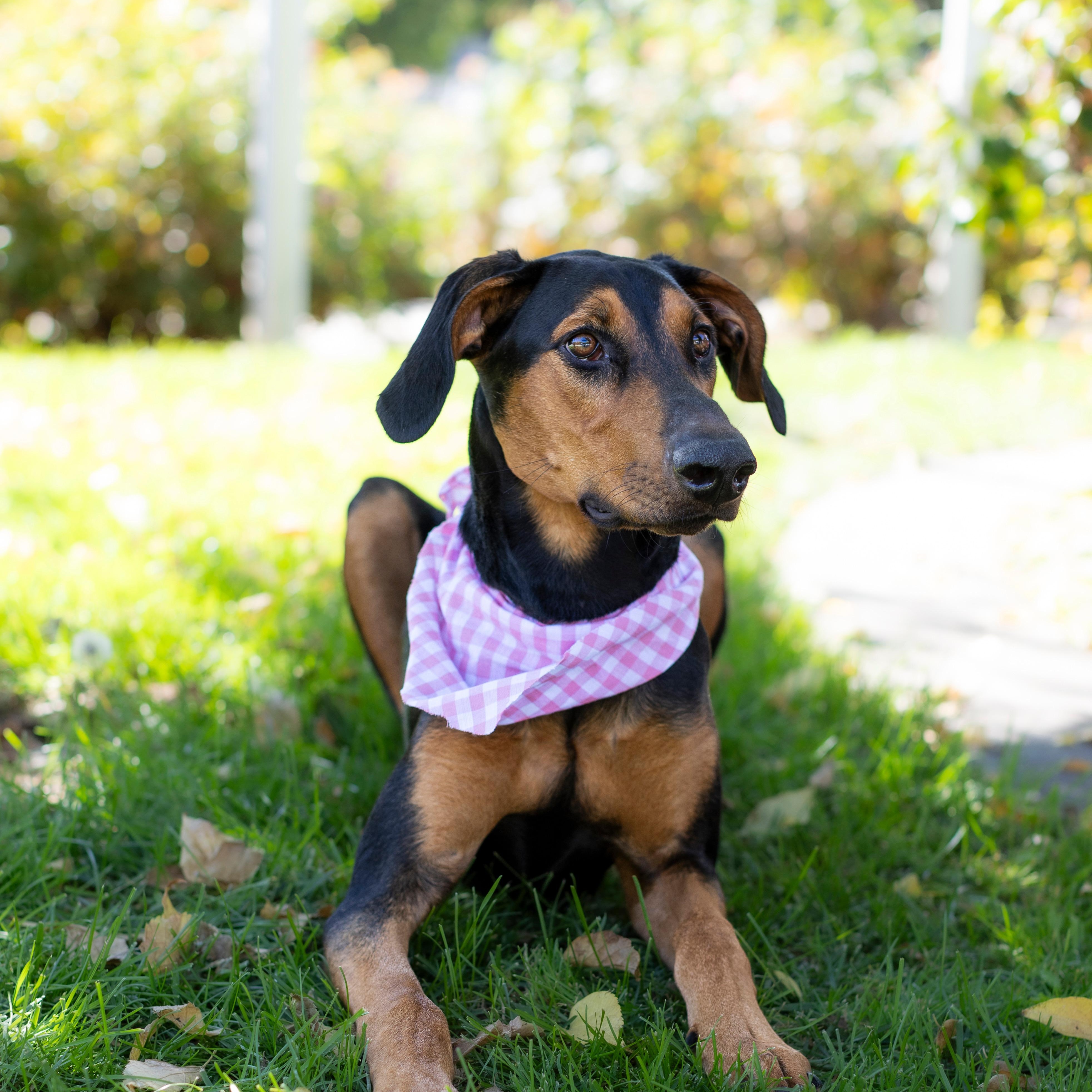 Enlarge Reece, a Adoptable Doberman Pinscher in Brentwood, CA image 3/6