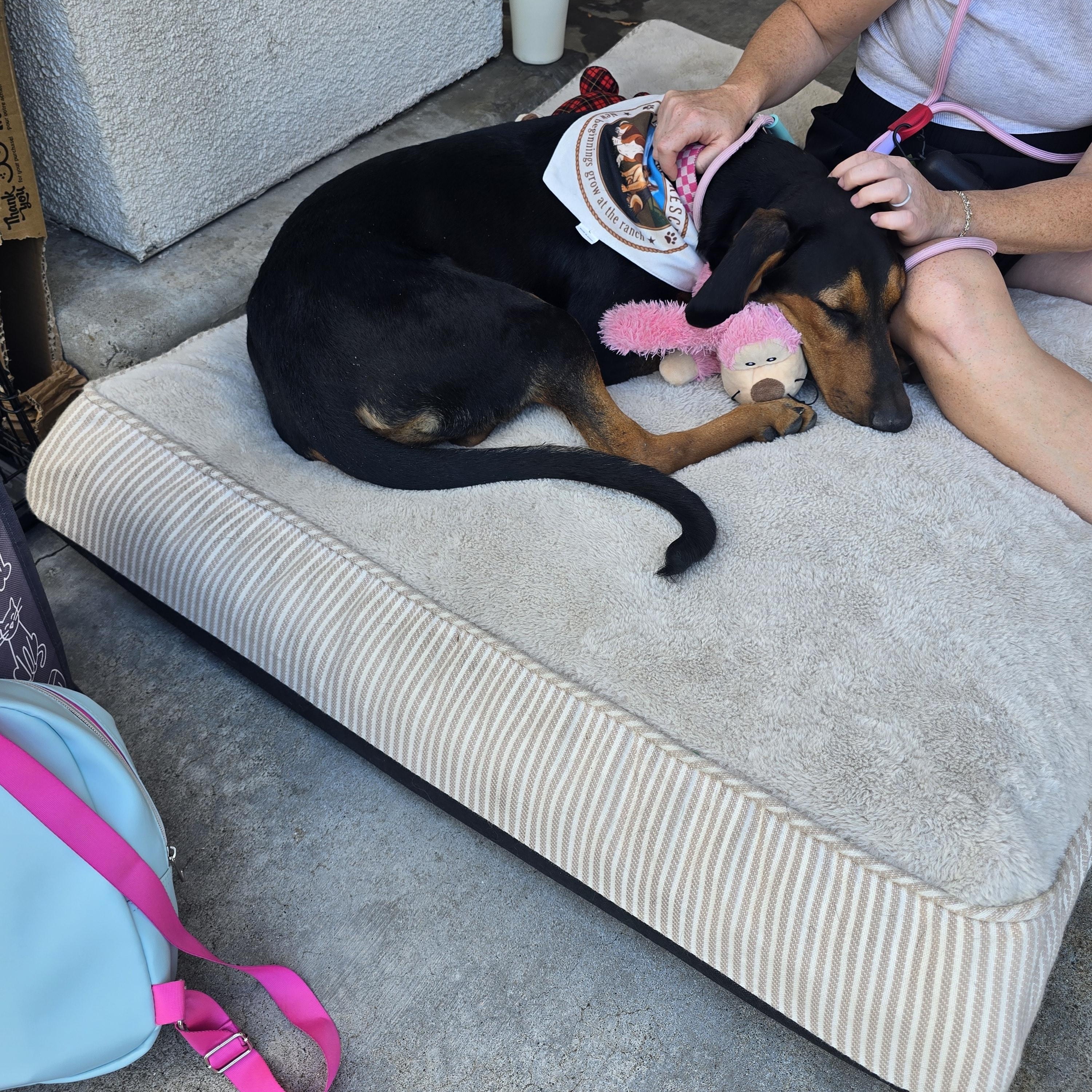 Enlarge Reece, a Adoptable Doberman Pinscher in Brentwood, CA image 6/6